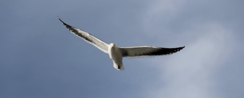 Bildschirmfoto_2011-12-08_um_21